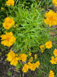 Coreopsis grandiflora 'Santa Fe' seeds