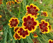 Thelesperma burridgeanum 'Philippine' seeds. - (Cosmidium)