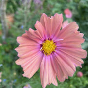Cosmos bipinnatus 'Apricotta' seeds