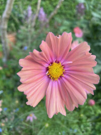 Cosmos bipinnatus 'Apricotta' seeds