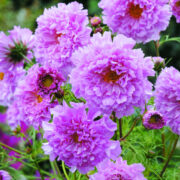 Cosmos bipinnatus 'Double Click Rose Bonbon' seeds