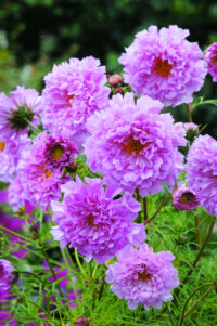 Cosmos bipinnatus 'Double Click Rose Bonbon' seeds