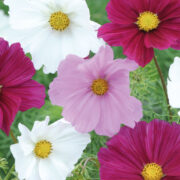 Cosmos bipinnatus 'Gazebo Mix' seeds