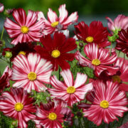 Cosmos bipinnatus 'Velouette' seeds