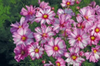 Cosmos bipinnatus 'Capriola' seeds