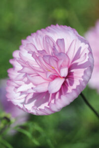 Cosmos Cupcakes 'Blush' seeds