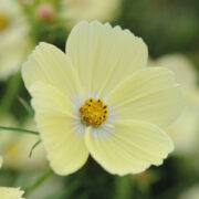 Cosmos bipinnatus 'Lemonade' seeds