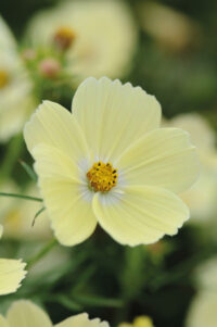 Cosmos bipinnatus 'Lemonade' seeds