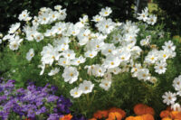 Cosmos bipinnatus 'Psyche White' seeds