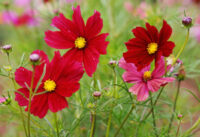 Cosmos bipinnatus 'Rubenza' seeds