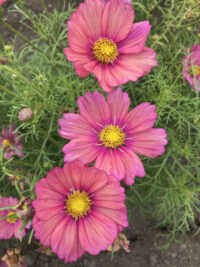 Cosmos bipinnatus 'Xsenia' seeds
