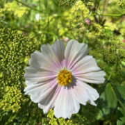 Cosmos bipinnnatus 'Apricot Lemonade' seeds
