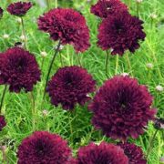 Cosmos bipinnatus 'Double Click Cranberries' seeds