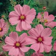 Cosmos bipinnatus 'Sensation Crimson Halo' seeds - (Gloria)