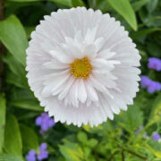 Cosmos bipinnatus 'Cupcakes White' seeds