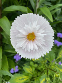 Cosmos bipinnatus 'Cupcakes White' seeds