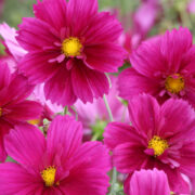 Cosmos bipinnatus 'Fandango' seeds