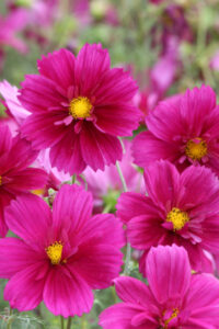 Cosmos bipinnatus 'Fandango' seeds