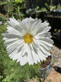 Cosmos bipinnatus 'Fizzy White' seeds