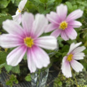 Cosmos bipinnatus 'Hinomaru' seeds