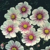 Cosmos bipinnatus 'Hinomaru' seeds