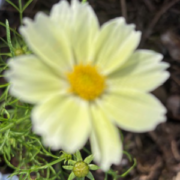 Cosmos bipinnatus 'Lemonade' seeds