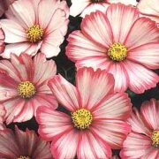 Cosmos bipinnatus 'Peppermint Twist' seeds