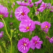 Cosmos bipinnatus 'Tickle Pink' seeds
