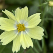 Cosmos bipinnatus 'Xanthos' seeds