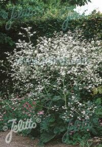 Crambe cordifolia seeds -(Giant Kale)