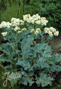 Crambe marítima