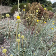 Craspedia globosa 'Billy Buttons' seeds - (Drumsticks)