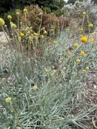 Craspedia globosa  'Billy Buttons' seeds - (Drumsticks) - Image 2