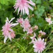 Crepis rubra seeds - ( Pink Dandelion, Red-flowered Hawk's Beard