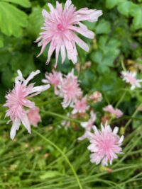 Crepis rubra seeds - ( Pink Dandelion, Red-flowered Hawk's Beard