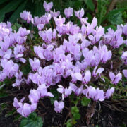 Cyclamen hederifolium 'Mixed colours' seeds -(Ivy Leaf, Neopolitan cyclamen)