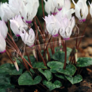 Cyclamen persicum var persicum seeds