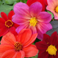 Dahlia variabilis 'Bishop's Children' seeds - Image 2