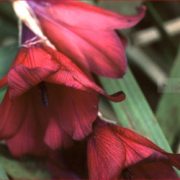 Dierama pulcherrima 'Blackbird' seeds - ( Angel's fishing Rod)