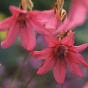Dierama dracomontanum seeds - (Angel's Fishing Rod)