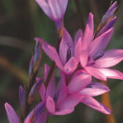 Dierama pulcherrima 'Spring Dancer' plants - (Angels' Fishing Rod)