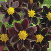 Dahlia variabilis 'Black Beauty' seeds
