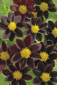 Dahlia variabilis 'Black Beauty' seeds