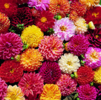 Dahlia variabilis 'Double Extreme' seeds