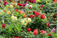 Dahlia variabilis 'Pompone Mix' seeds