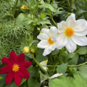 Dahlia variabilis 'Bishop's Children' seeds