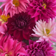 Dahlia variabilis 'Giant Hybrids Mix' seeds