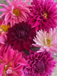 Dahlia variabilis 'Giant Hybrids Mix' seeds