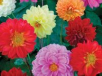 Dahlia variabilis 'Showpiece Double Mix'