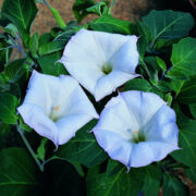 Datura meteloides 'Evening Fragrance' seeds - ( Sacred Datura)
